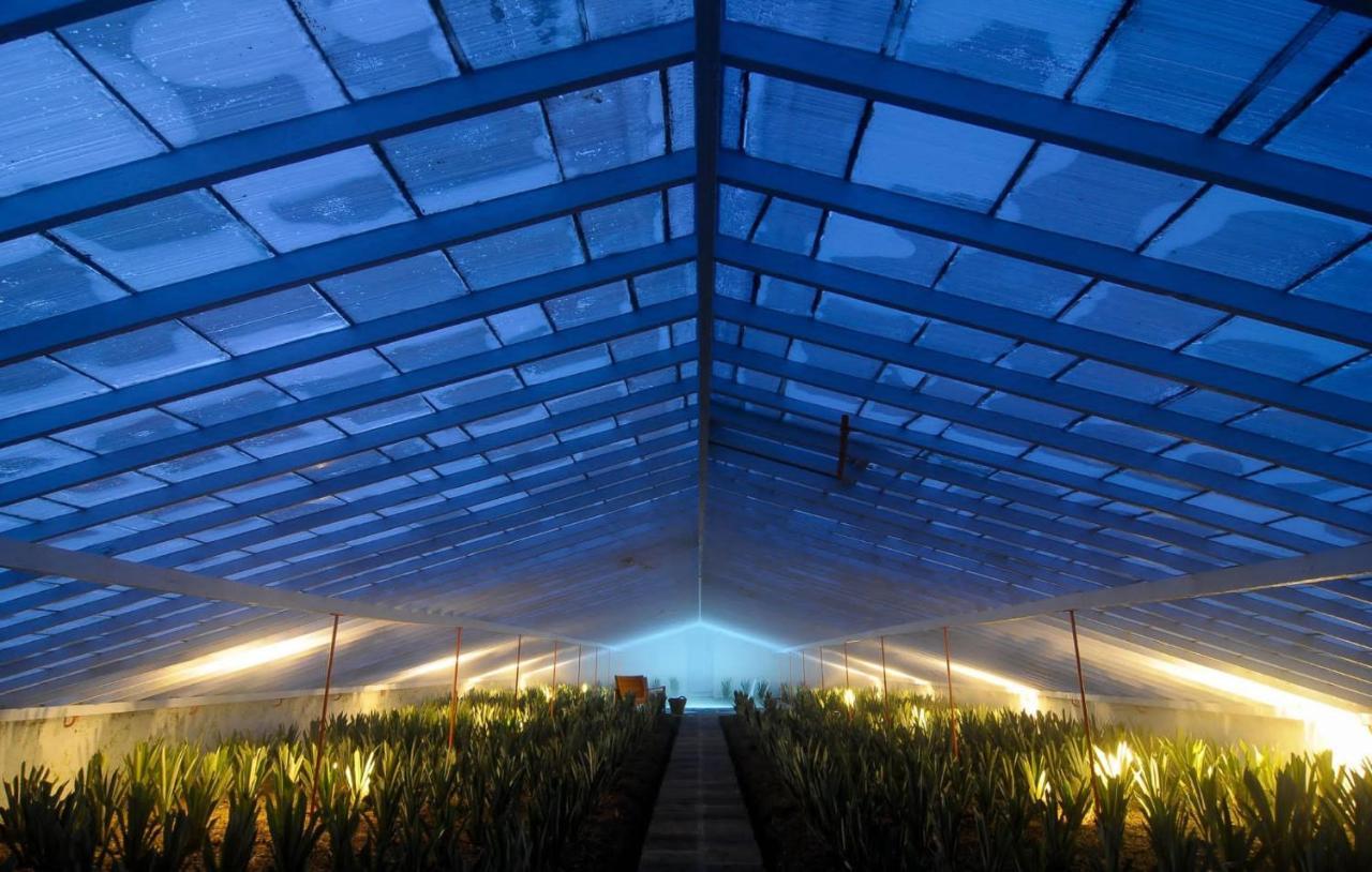Herdade Do Ananas Ponta Delgada  Ngoại thất bức ảnh