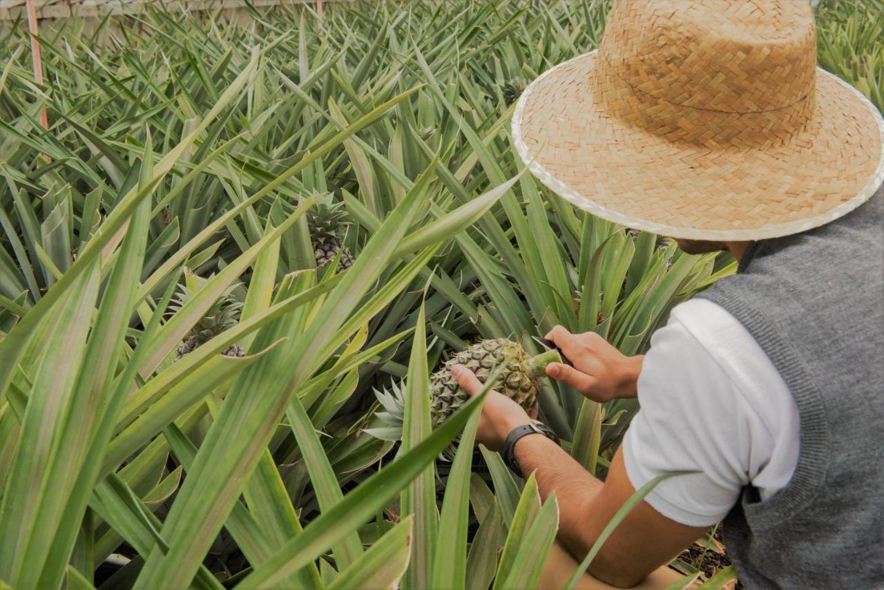 Herdade Do Ananas Ponta Delgada  Ngoại thất bức ảnh