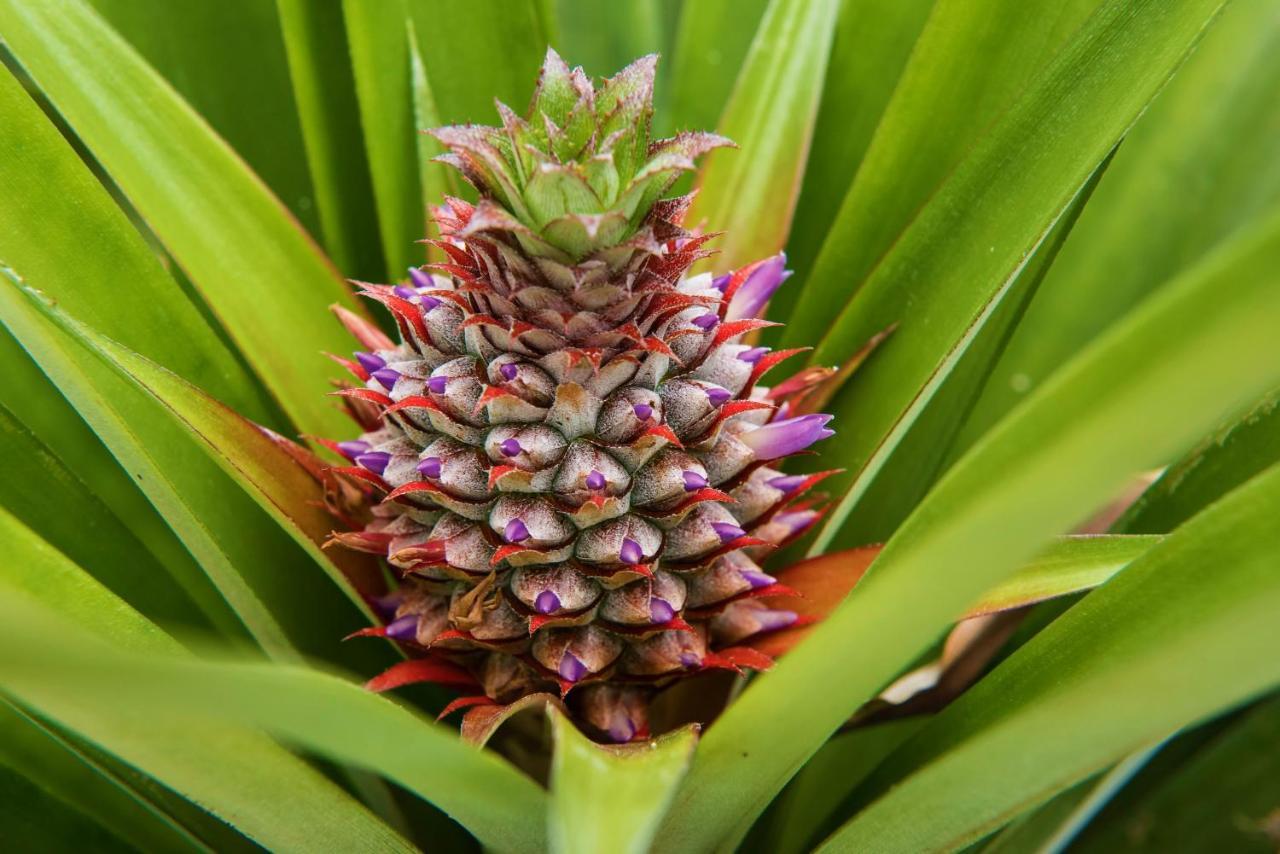 Herdade Do Ananas Ponta Delgada  Ngoại thất bức ảnh