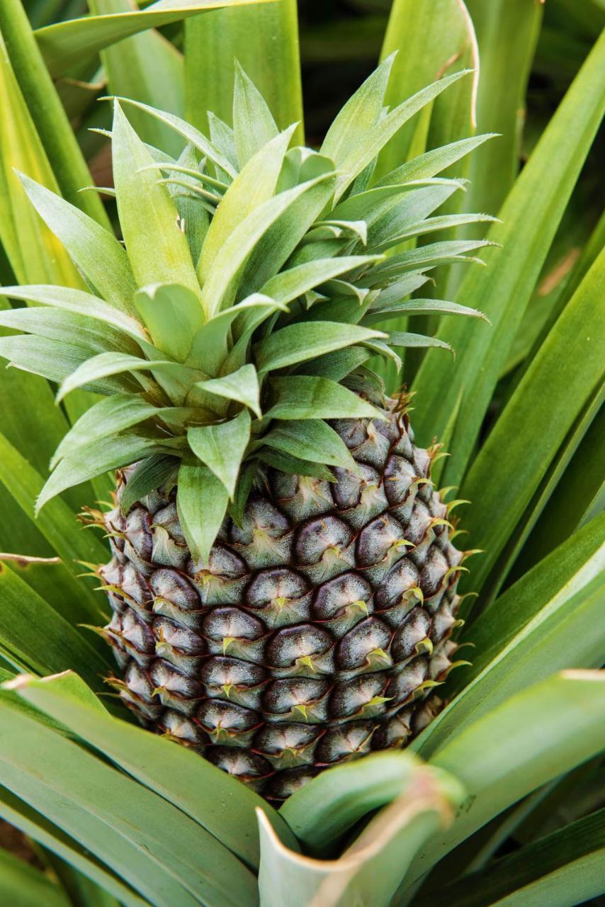 Herdade Do Ananas Ponta Delgada  Ngoại thất bức ảnh